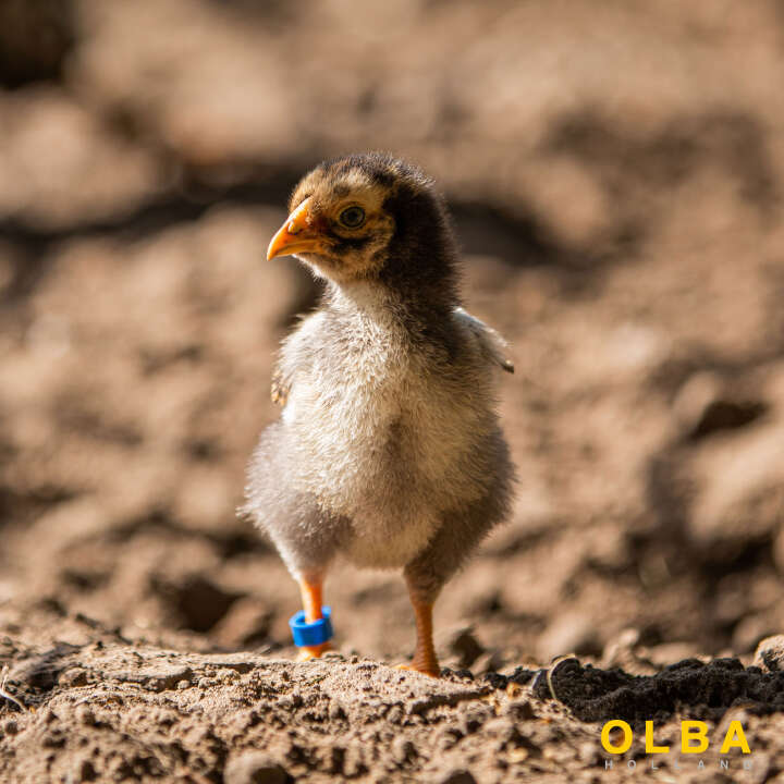 OLBA Clipsringe für Küken